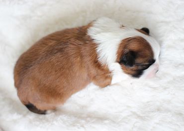 Shichon puppies, Shichon Puppies for Sale, Shichon Breeders, teddy bear puppies for Sale,cavachon