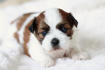 Shichon, shichon puppies, shichon puppies for sale, teddybear puppies, shichon breeder, cavapoo
