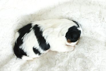 Shichon, shichon puppies, shichon puppies for sale, teddybear puppies, shichon breeder, cavachon