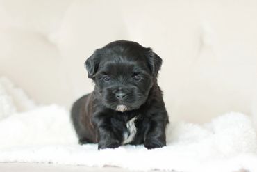 Shihpoo puppies for sale, Shihpoo puppies, teddy bear puppies, poodle mix, shihpoo breeder