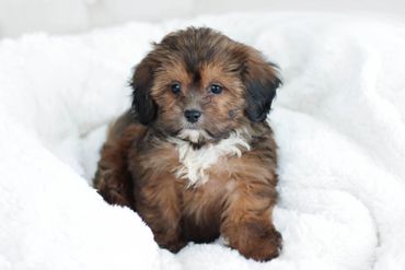 Shihpoo puppies for sale, Shihpoo puppies, teddy bear puppies, poodle mix, shihpoo, shihtzu