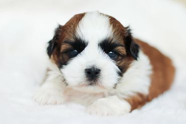 Shichon puppies, Shichon Puppies for Sale, Shichon Breeders, teddy bear puppies for Sale,cavachon