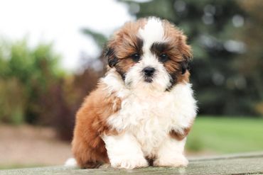 Shih tzu Bichon Mix, Shichon, Shichon full grown, breeder of teddy bear dogs, Teddy Bear puppies