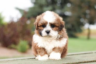 Shih tzu Bichon Mix, Shichon, Shichon full grown, breeder of teddy bear dogs, Teddy Bear puppies