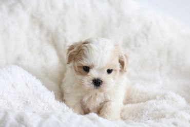 StonyRidge Puppies: Shichon Puppy at 6 weeks,Shichon puppies, Shichon Puppies for Sale, Shichon