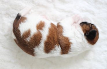 Shichon, shichon puppies, shichon puppies for sale, teddybear puppies, shichon breeder, cavapoo