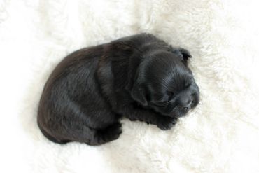 Shihpoo puppies for sale, Shihpoo puppies, teddy bear puppies, poodle mix, shihpoo breeder