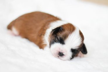 Shichon puppies, Shichon Puppies for Sale, Shichon Breeders, teddy bear puppies for Sale,cavachon