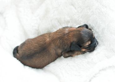 Shihpoo puppies for sale, Shihpoo puppies, teddy bear puppies, poodle mix, shihpoo breeder