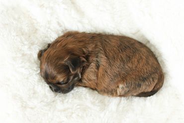 Shichon, shichon puppies, shichon puppies for sale, teddybear puppies, shichon breeder, poodle mix