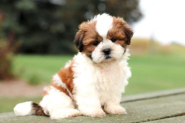 Shichon, shichon puppies, shichon puppies for sale, teddybear puppies, shichon breeder, cavapoo