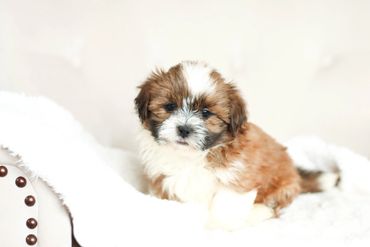 teddy bear puppies for sale, Shichon puppies, Shichon puppies for sale, Shichon, Shihtzu bichon mix