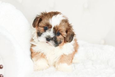 Shichon puppies, Shichon Puppies for Sale, Shichon Breeders, teddy bear puppies for Sale,cavachon
