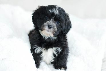 Shihpoo puppies for sale, Shihpoo puppies, teddy bear puppies, poodle mix, shihpoo, shihtzu