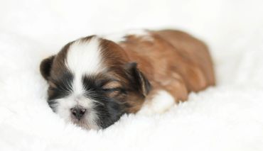 Shichon, shichon puppies, shichon puppies for sale, teddybear puppies, shichon breeder, cavachon