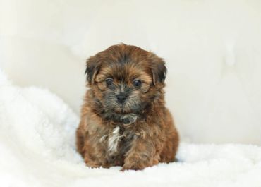 Shichon, shichon puppies, shichon puppies for sale, teddybear puppies, shichon breeder, poodle mix