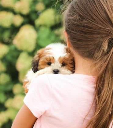 Shichon puppies for sale, Shichon breeder, shichon puppies, teddy bear puppies for sale, Shichon