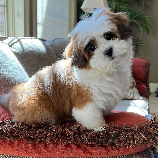 Teddy bear puppies, Shichon, Shichon puppies, Shichon puppies for sale, Shihtzu bichon mix, Zuchon