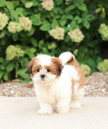 Teddybear Puppies, Shih poo puppies, shihtzu poo, Shihtzu mix, shichon puppy for sale, Shitzu poodle
