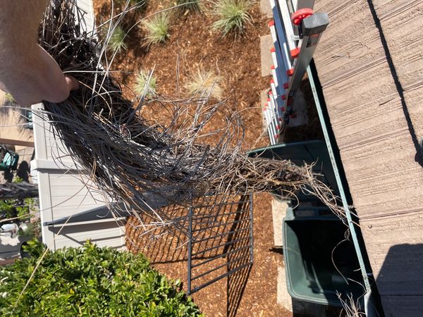 A large clump of dry, tangled pine needles held over a green trash bin outside.