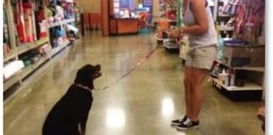 professional dog trainer teaching dog in public