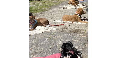 dogs learning to be calm in public