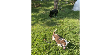 reactive dog learning to be near strange dogs