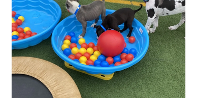 dogs learning to enjoy training