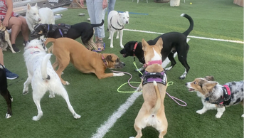 safe playgroup for reactive dogs