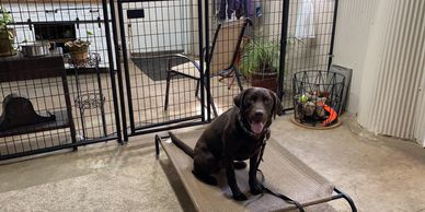 reactive dog learning to emotionaly regulate