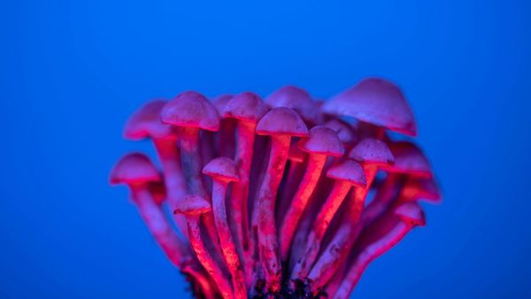 mushrooms in pink light and blue background
