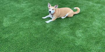 A tan and white dog lies on lush green grass in a fenced backyard.