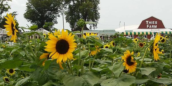 Enjoy these beautiful Sunflowers and you can cut your own. Details in our market! 