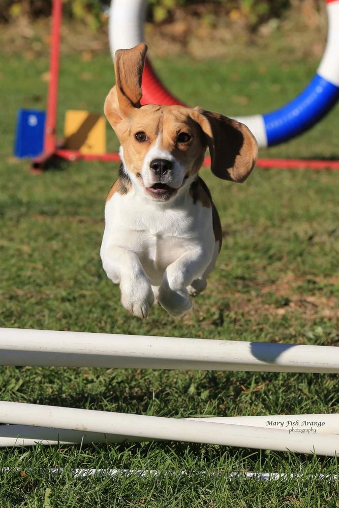 Dog training and jumping agility in Delaware, Ohio