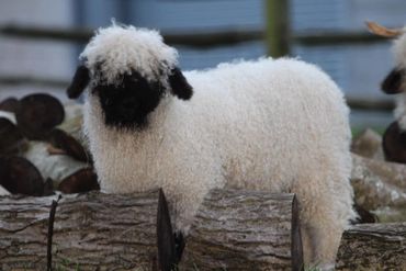 Valais blacknose sheep Lulu looking super cute