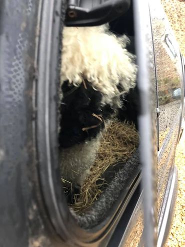 Collecting Lulu from Devon Cutest sheep