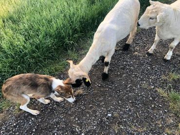 Mitzi and Hattie as babies