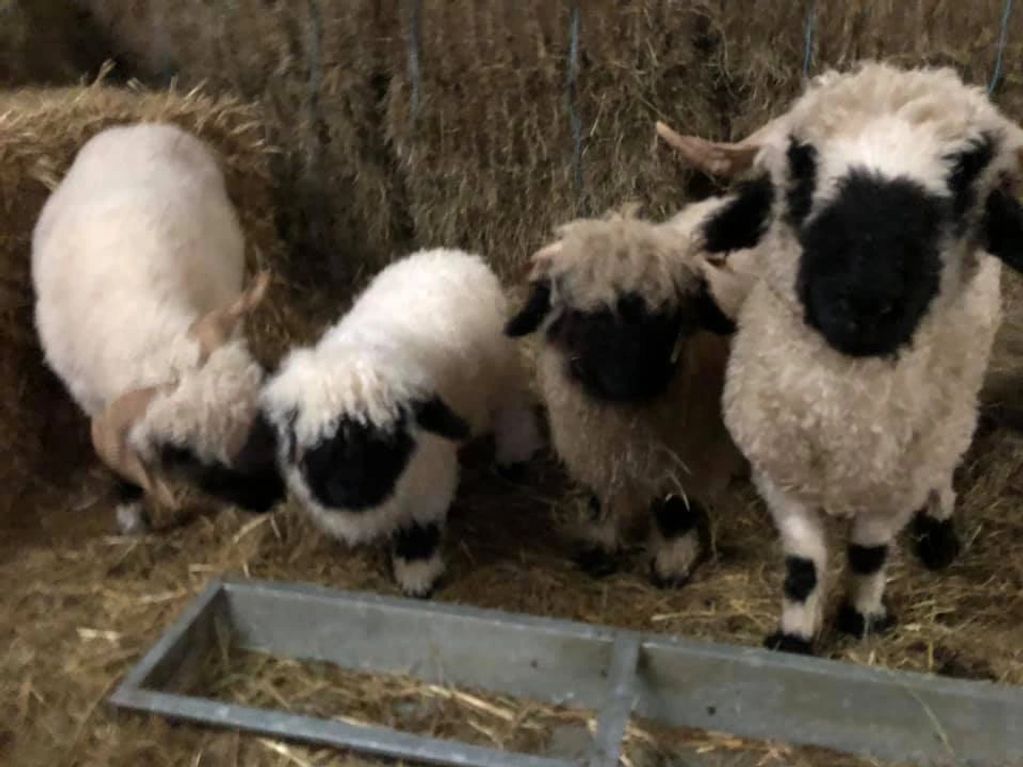 Lulu first day with the other Valais blacknose's