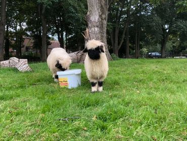 Gemma & Georgie Cutest sheep