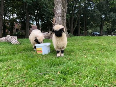 Blacknose's in the paddock