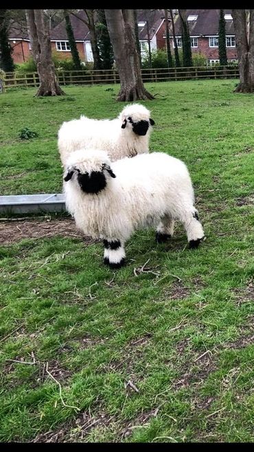 Eva & Enya Enjoying some dry days looking super cute