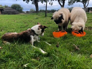 Mitzi keeping an eye on the new Valais Blacknose arrivals Gemma & Georgie
