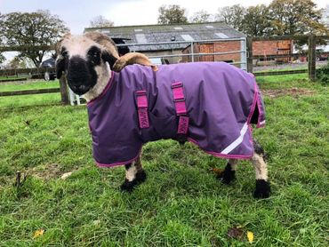 Alpine Rambo is an origional Valais Blacknose Import from Switzerland
