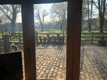 Dinner time for the Valais Blacknose