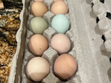 Non-GMO, non-medicated, no soy feed go into the making of these eggs.