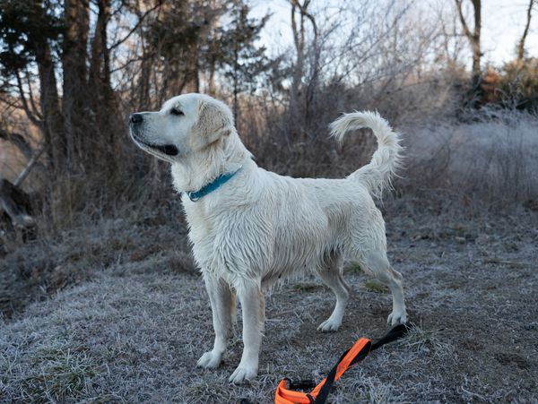 dog goes hiking