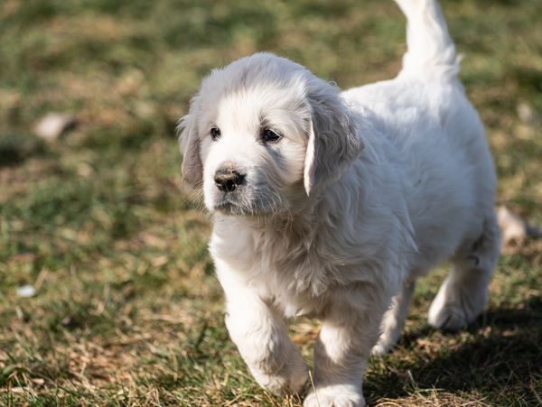 healthy puppies