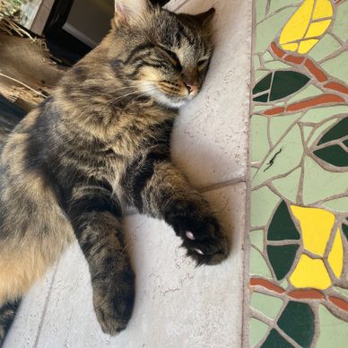 Cat napping on tile and mosaic table.