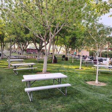 A serene picnic area with benches, grills, and trees on a sunny day.