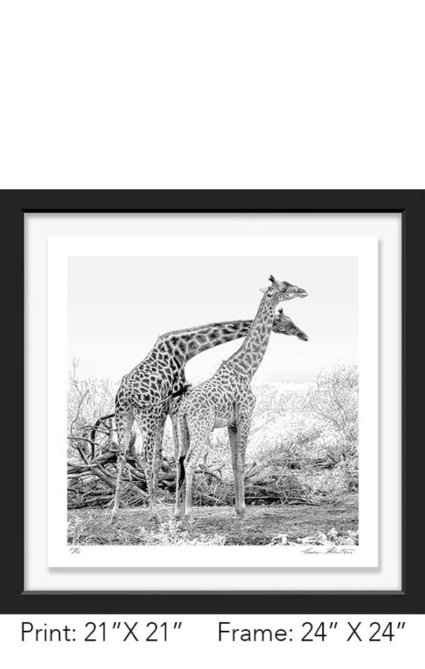 Tanzania; Lake Manyara NP; Black and white; Masai giraffe; Infrared; fight; bull, Graham Hobart